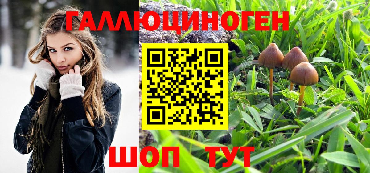 Галлюциногенные грибы Psilocybe  Улан-Удэ 